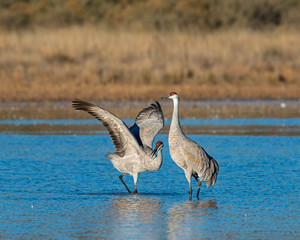 Sandhill Crane courtship display