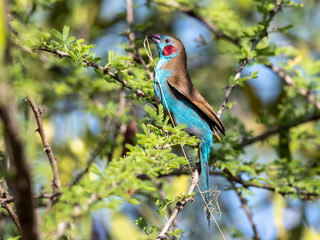 Obraz premium A lovely couple was building nest. Lake Baringo, Kenya.