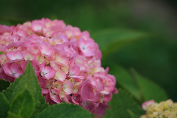 hydrangea flowers in Japan Toyama