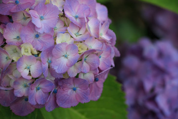 hydrangea flowers in Japan Toyama