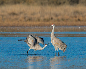 Sandhill Crane courtship display