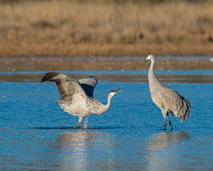Sandhill Crane courtship display
