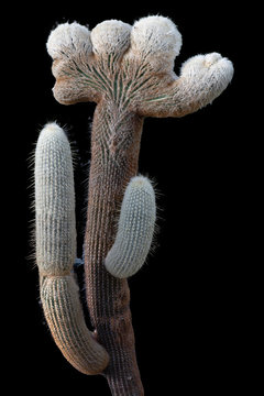 Interesting shape of the Espostoa lanata