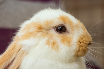 baby rabbit on a green background