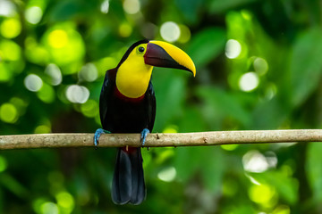Chestnut-mandibled Toucan (Ramphastos swainsonii) at Carara, Costa Rica.