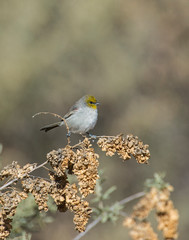 Verdin on a perch
