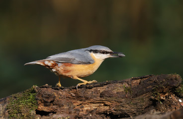 Close up of a Nuthatch (Sitta Europaea).  Taken at my local nature reserve in Cardiff, Wales, UK