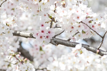 Scientific name is Cerasus ×yedoensis (Matsum.) Masam. & Suzuki ‘Somei-yoshino. 