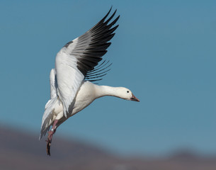 Snow Goose in flight