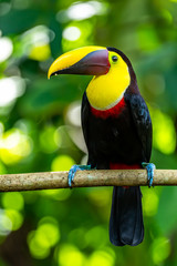 Chestnut-mandibled Toucan (Ramphastos swainsonii) at Carara, Costa Rica.