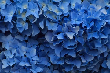 Foto op Plexiglas anti-reflex hydrangea flowers in Japan Toyama © 茉利生 佐藤