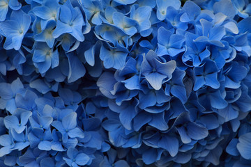 hydrangea flowers in Japan Toyama