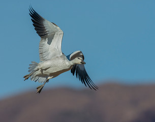 Fototapeta na wymiar Snow Goose in flight