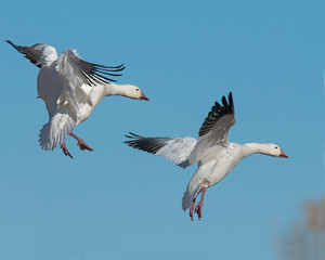 Snow Goose in flight