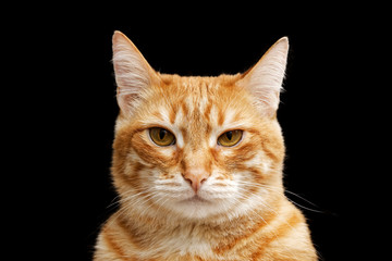 Closeup portrait of a serious red cat looking directly at the camera. Isolated on black. Shallow focus.
