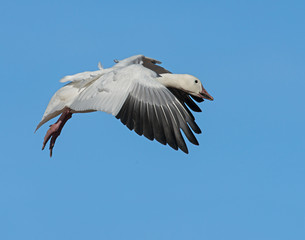 Snow Goose in flight
