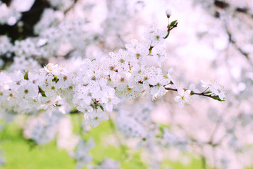 Blooming cherry branch in the spring in the garden