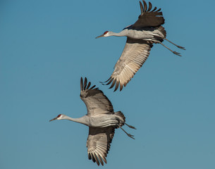 Sandhill Crane in flight