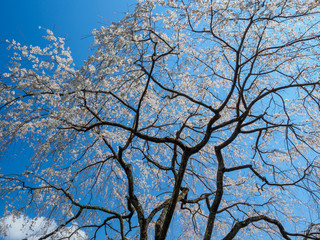 青空と枝垂桜