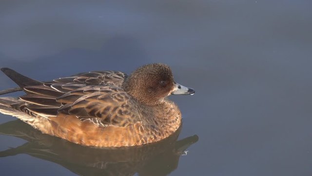 Duck Eurasian Wigeon or  Widgeon (Mareca penelope) female. Wigeon swims in the water close-up. Blue Sky is reflected in the water . Pond in a City Park in the middle of Winter