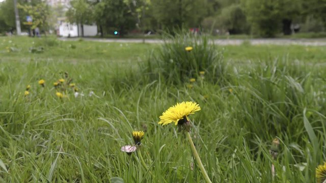 Fluffy Dandelion flowers growing on lawn in city
