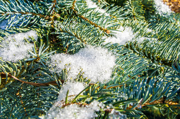Coniferous twig with needles in the snow and a cone close-up