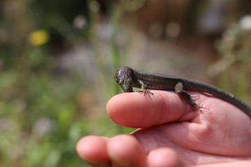 Eidechse in Mallorca