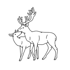 Wild deer love couple female and male buck with branched horns vector outline black white sketch illustration.