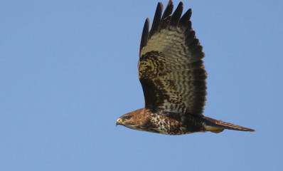 Common Buzzard in flight, Buteo buteo