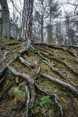 Baumwurzeln im Harz