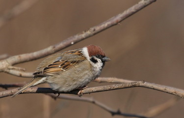 Tree sparrow on branch, passer montanus