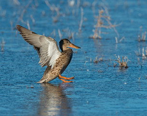 Northern Shoveler Hen landing on ice