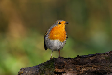 robin, redbreast, erithacus rubecula, bird, uk, adult, animal, avian, beak, beautiful, branch, britain, british, brown, christmas, close up, close-up, colorful, countryside, cute, daytime, eurasian, e