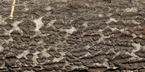 Bark with shape lip background and texture, grunge surface 