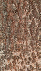 Bark background and texture, grunge surface 