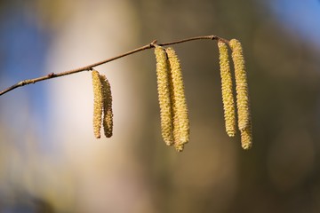 Brown (or also amentum) is an inflorescence, where sessile flowers are crowded on a spindle.