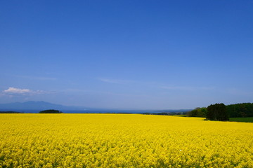 Obraz premium 黄色の絨毯、横浜町の菜の花畑。横浜、青森、日本。５月中旬。