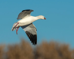 Snow Goose in flight