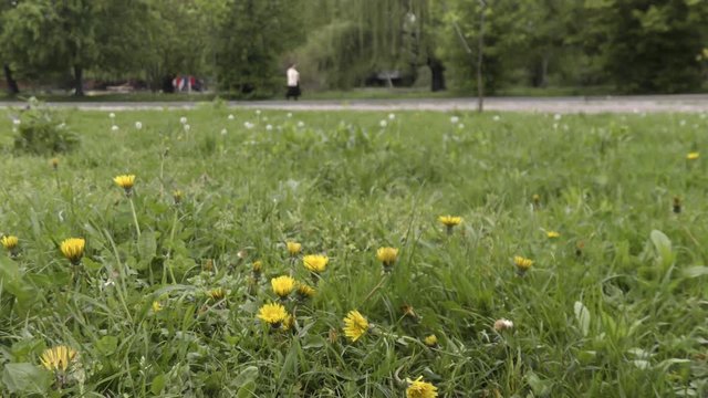 Fluffy Dandelion flowers growing on lawn in city