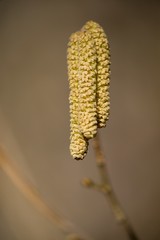 Brown (or also amentum) is an inflorescence, where sessile flowers are crowded on a spindle.