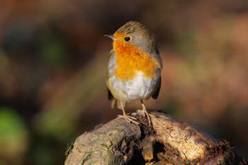 robin, redbreast, erithacus rubecula, bird, uk, adult, animal, avian, beak, beautiful, branch, britain, british, brown, christmas, close up, close-up, colorful, countryside, cute, daytime, eurasian, e