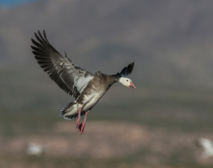 Blue phase Snow Goose in flight