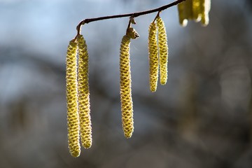 Brown (or also amentum) is an inflorescence, where sessile flowers are crowded on a spindle.