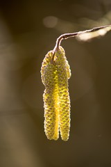 Brown (or also amentum) is an inflorescence, where sessile flowers are crowded on a spindle.