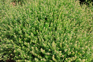 Fototapeta na wymiar flowers of cruciferous plant