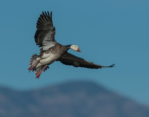 Blue phase Snow Goose in flight