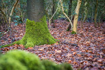 Grünes Moos an einem Baum im Wald