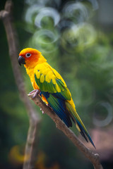 Beautiful colorful Sun Conure parrot birds or Love Bird science name Aratinga solstitialis little parrot