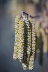 Brown (or also amentum) is an inflorescence, where sessile flowers are crowded on a spindle.