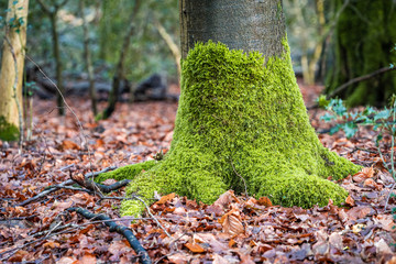 Grünes Moos an einem Baum im Wald